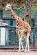 [NZ04-045   ]  Camelopardalis Giraffe  Girafe , Postal Stationery -Articles Postaux -- Postsache F - Giraffen