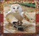 Delcampe - O03214 China Phone Cards Owl Puzzle 60pcs - Hiboux & Chouettes