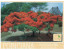 (432) Australia - Poinciana Tree - Arbres