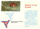 Delcampe - (981) Australia - QLD - XII Commonwealth Games In Brisbane (1982) 3 Postcards - Brisbane