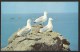 LAND'S END First And Last GULLS Penzance Cornwall - Land's End