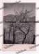 1941 - FOTO FOTOGRAFICA ARTISTICA - Albero Tree - Arbres