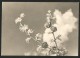 LÄRCHEN Mélèzes Larches Larici Alerces Baum Tree 1935 - Arbres