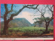 Carte Pas Très Courante - Etats Unis - Hawaï - Sugar Cane Fields Of Maui - Joli Timbre - Scans Recto-verso - Maui