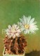 Gymnocalycium Mihanovichii - 1 - Cactus - Flowers - 1984 - Russia USSR - Unused - Sukkulenten