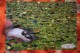 TURTLE - Testudo Tortue  MODERN SPANISH  Postcard  - ELCHE - Schildkröten