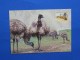 Postal Stationery, Emoe, Emu - Autruches