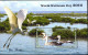 Delcampe - WATER BIRDS-GR.FLAMINGO-DUCK-TERN-WORLD WETLANDS DAY-MS+SHEETS+M.CARDS+FDC-SRI LANKA-D3-12 - Flamingos