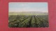 - Idaho> Irrigated Land  Growing Potatoes = Ref  2274 - Autres & Non Classés