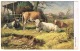 RB 1108 - Early 1900's Postcard - Cattle Cows - Animals Theme - 1d Rate Brisbane Australia - Storia Postale