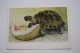 CHILDREN FRIENDS By Gamburger - Old Soviet Postcard - 1974 - Turtle And Watermelon - Tortues