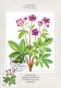 ISLANDE CARTE MAXIMUM NUM YVERT  547  FLEURS  FLORE PROTECTION DE LA NATURE - Maximum Cards