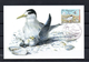 NOUVELLE CALEDONIE 2009 CARTE MAXIMUM TIMBRES N°1066/68 OISEAUX - LES STERNES - Maximum Cards