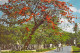Asie SRI LANKA  Flowering Flambouyant On A Colombo Road  (B) (flamboyant) (Editions :Ceylon Pictotrials CP 76*PRIX FIXE - Sri Lanka (Ceylon)