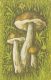 56467- MUSHROOMS - Pilze