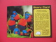 Story Card.RAINBOW LORIKEET - Outback