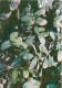 Lingonberry - Vaccinium Vitis-idaea - Medicinal Plants - Herbs - 1980 - Russia USSR - Unused - Medicinal Plants