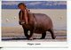 (M+S 300) Hippopotamus (posted From Tanzania) - Hippopotames