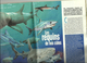 Requins De Nos Côtes Requin Article Dans Revue 2000 - Animaux