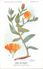 -themes Div- Ref R639- Illustrateurs - Illustrateur Fleurs Frantz - Plantes Medicinales - Souci Des Champs   - - Medicinal Plants