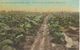 Tobacco Field Near Southern Pines. N. C.    S-3853 - Tabac