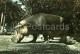 Hippopotamus - National Zoo - Cuba - Unused - Flusspferde