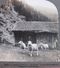 CARTE STEREOSCOPIQUE  - NORWAY - TELEMARKEN MOUNTAINS, SHEEPS,  STEREO PHOTO - Stereoscope Cards