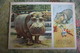 USSR Old Postcard  - Hippo   - Pioneer - 1955 - Flusspferde