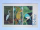 Great Egret - Belize
