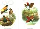 Pararisa Sanguinea,Papuana,Diphillodes Speziosa,Cicinnurus Regius (Vögel) /Druck,entn. Aus Westermanns Monatshefte /1966 - Bücherpakete