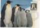 Australian Antarctic Territory 2017 Postally Used Maximum Card,Wildlife,Emperor Penguin - Maximum Cards