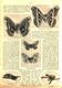 Aus Dem Liebesleben Der Schmetterlinge / Artikel, Entnommen Aus Zeitschrift / 1910 - Packages