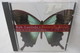 CD "Bob Carlisle" Butterfly Kisses (Shades Of Grace) - Gospel En Religie