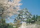CARTOLINA - POSTCARD - GIAPPONE - NAGOYA CASTLE DURING THE CHERRY BLOSSOM SEASON - Nagoya