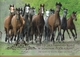 POLAND 2017 FOLDER 200 YEARS Of JANOW PODLASKI STUD HORSES SHEET MNH + FDC - Markenheftchen