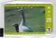 Faroe Islands, OD-023,  30 Kr , Faroese Animals, Goose, Mint In Blister, 2 Scans. - Faroe Islands