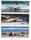 (200) Australia - (with Australian Opera Stamp At Back Of Card) - SA - Kangaroo Island And Seal - Kangaroo Islands