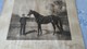 PHOTO  DE "   FLYING  FOX "  NE EN 1896  PAR  " ORME Et   VAMPIRE  "    APPARTENANT  A   M   EDMOND  BLANC - Reiten