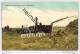 Canadian Harvesting - Threshing - Dreschmaschine - Landwirtschaft - Other & Unclassified