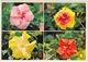 HIBISCUS, Varieties Of The Hibiscus In Hawaii, Unused Postcard [21757] - Big Island Of Hawaii