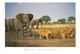 RSA South Africa 2004 Nelspruit Elephant Lion Airmail Viewcard Rate - Briefe U. Dokumente