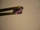 Lot 3x Amethyste  - In Kapsel (709) Preis Reduziert - Amethyst