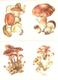 Mushrooms. Set Of The 16 Postcards In The Folder. - Champignons