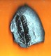 Plante Du Carbonifère 'Lonchopteria Rugosa" - Fossils