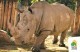 RHINOCEROS * RHINO * ANIMAL * ZOO & BOTANICAL GARDEN * Budapest Zoo 15 17 * Hungary - Rhinoceros