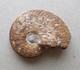 - Ammonite Fossilisée. 9g - - Fossils