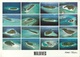 * Cartolina - Maldive - Vista Aerea Dei Atolli - Viag. Per Bologna 2004 - Maldiven