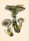 Slimy Spike-cap - Gomphidius Glutinosus - Illustration By A. Shipilenko - Mushrooms - 1976 - Russia USSR - Unused - Mushrooms