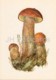 Red-capped Scaber Stalk - Leccinum Aurantiacum - Illustration By A. Shipilenko - Mushrooms - 1976 - Russia USSR - Unused - Mushrooms