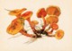 False Chanterelle - Hygrophoropsis Aurantiaca - Illustration By A. Shipilenko - Mushrooms - 1976 - Russia USSR - Unused - Paddestoelen